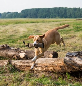 Hundeschule-Wieborg Apportierspaziergänge