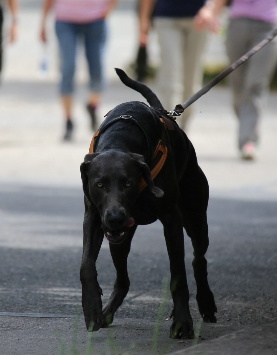 START MantrailingAnfängerKurs im November Hundeschule
