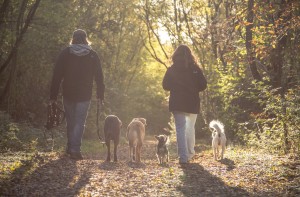 Hundeschule Wieborg Wanderungen 2