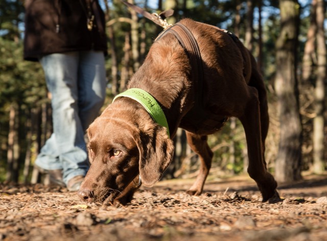 START MantrailingAnfängerKurs im Oktober Hundeschule