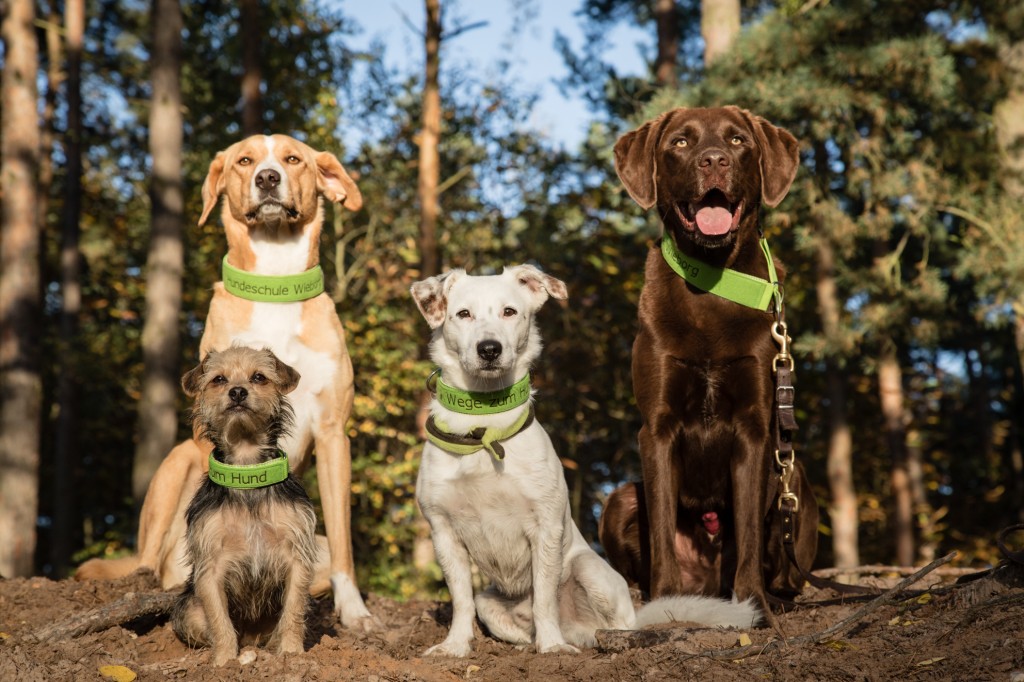 Hundeschule Wieborg Beitrag Übungsgruppe