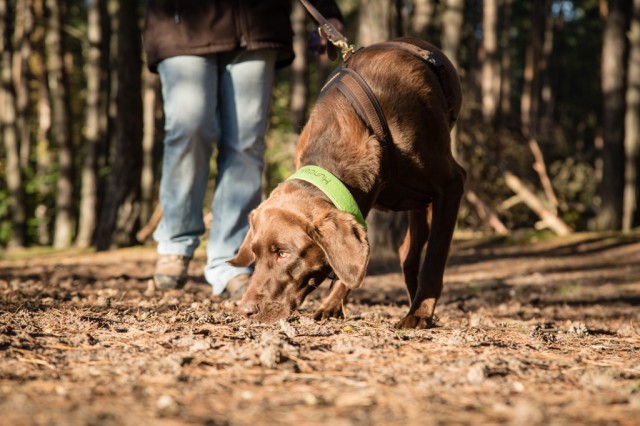 START MantrailingAnfängerKurse im April Hundeschule